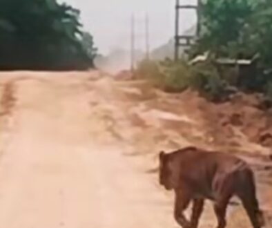 harimau-ukuran-besar-melintas-di-ja