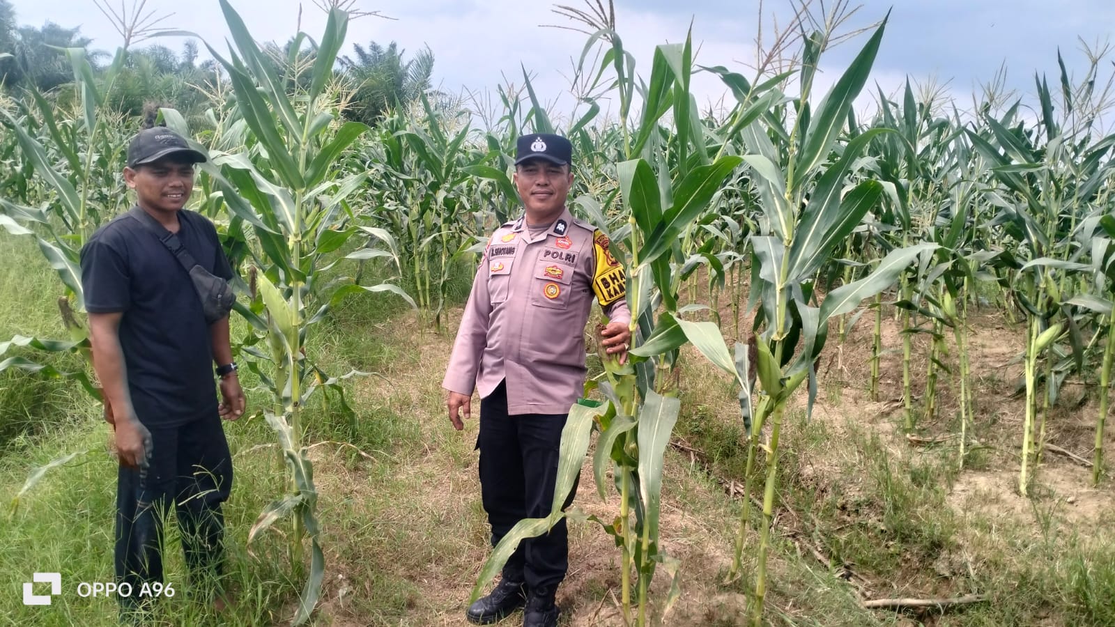 Sambang Petani di Pulau Gelang, Bhabinkamtibmas Polsek Kuala Cenaku Dorong Optimalisasi Lahan Ketahanan Pangan