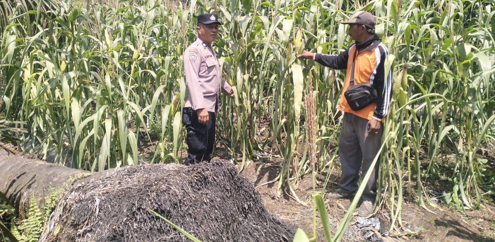 Dampak Kemarau, Lahan Jagung Ketahanan Pangan 0,5 Ha di Desa Sukajadi Terancam Kekeringan