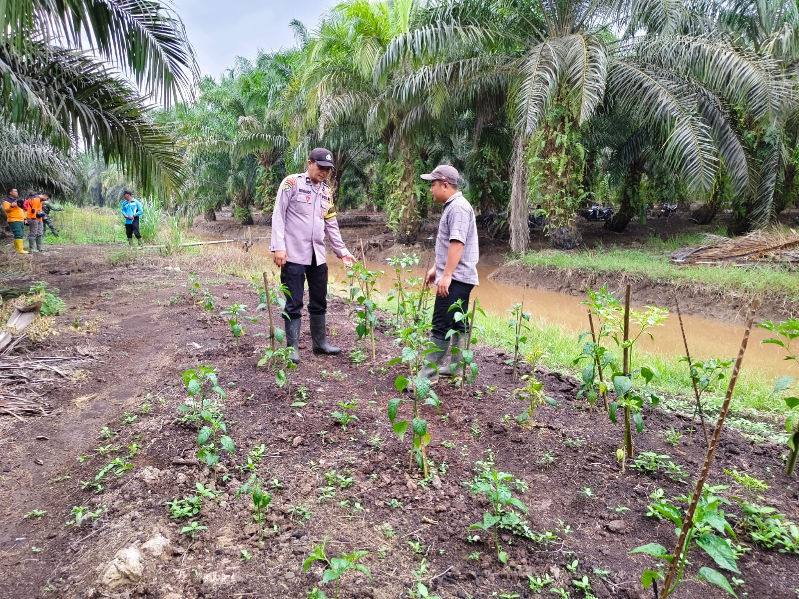 Dukung Ketahanan Pangan dan Cegah Karhutla, Bhabinkamtibmas Kuala Cenaku Blusukan ke Lahan Pertanian Rawa Sekip
