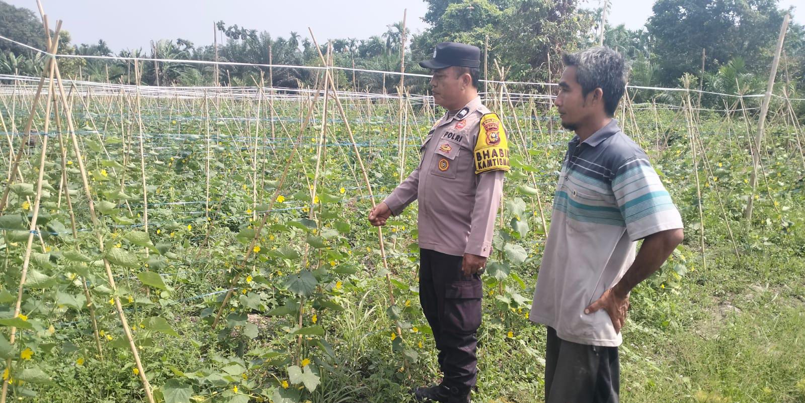 Dukung Ketahanan Pangan, Bhabinkamtibmas Kuala Cenaku Sambangi Petani Timun di Pulau Gelang