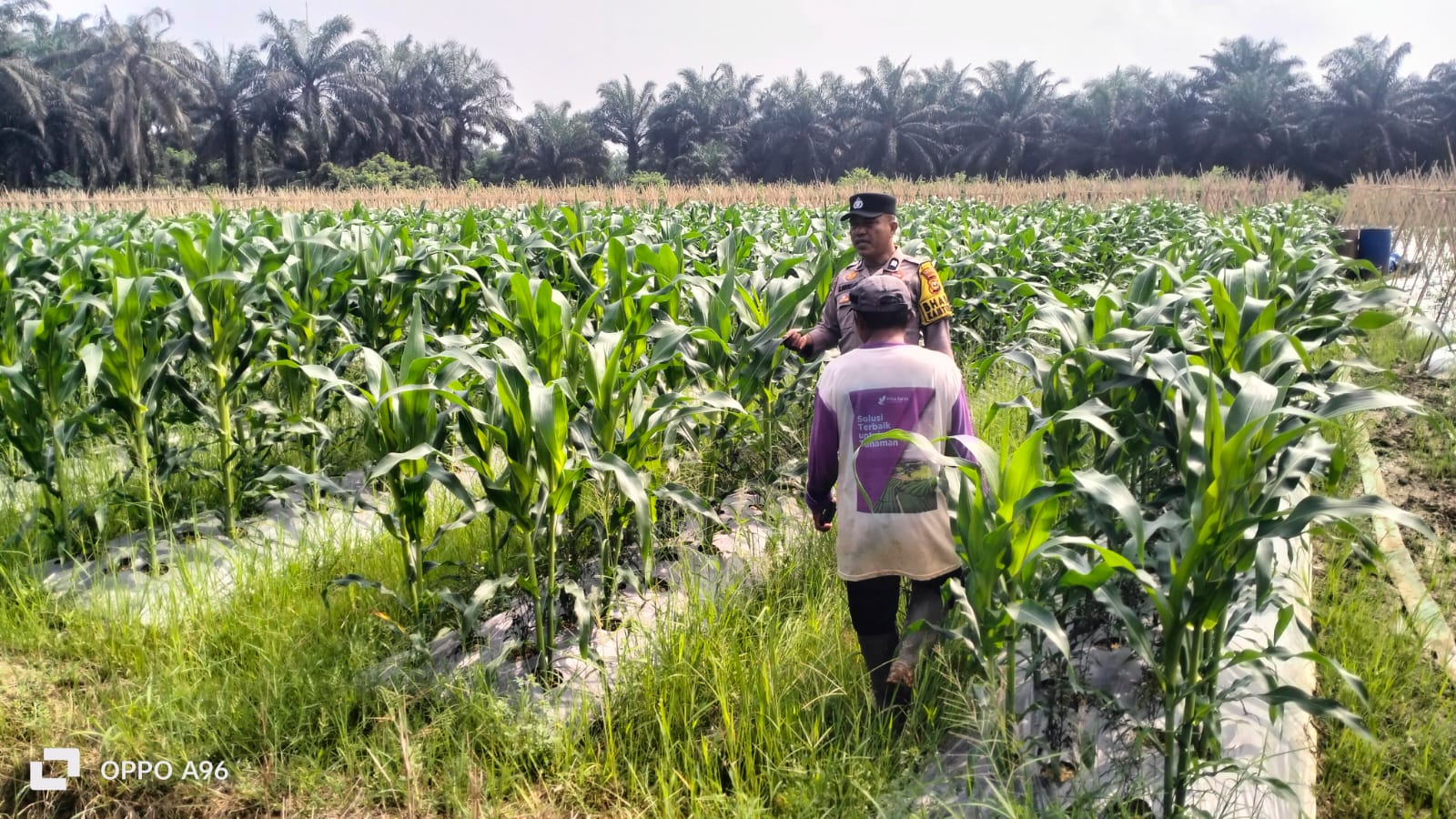 Dukung Ketahanan Pangan, Bhabinkamtibmas Polsek Kuala Cenaku Sambangi Petani Jagung Manis di Pulau Gelang