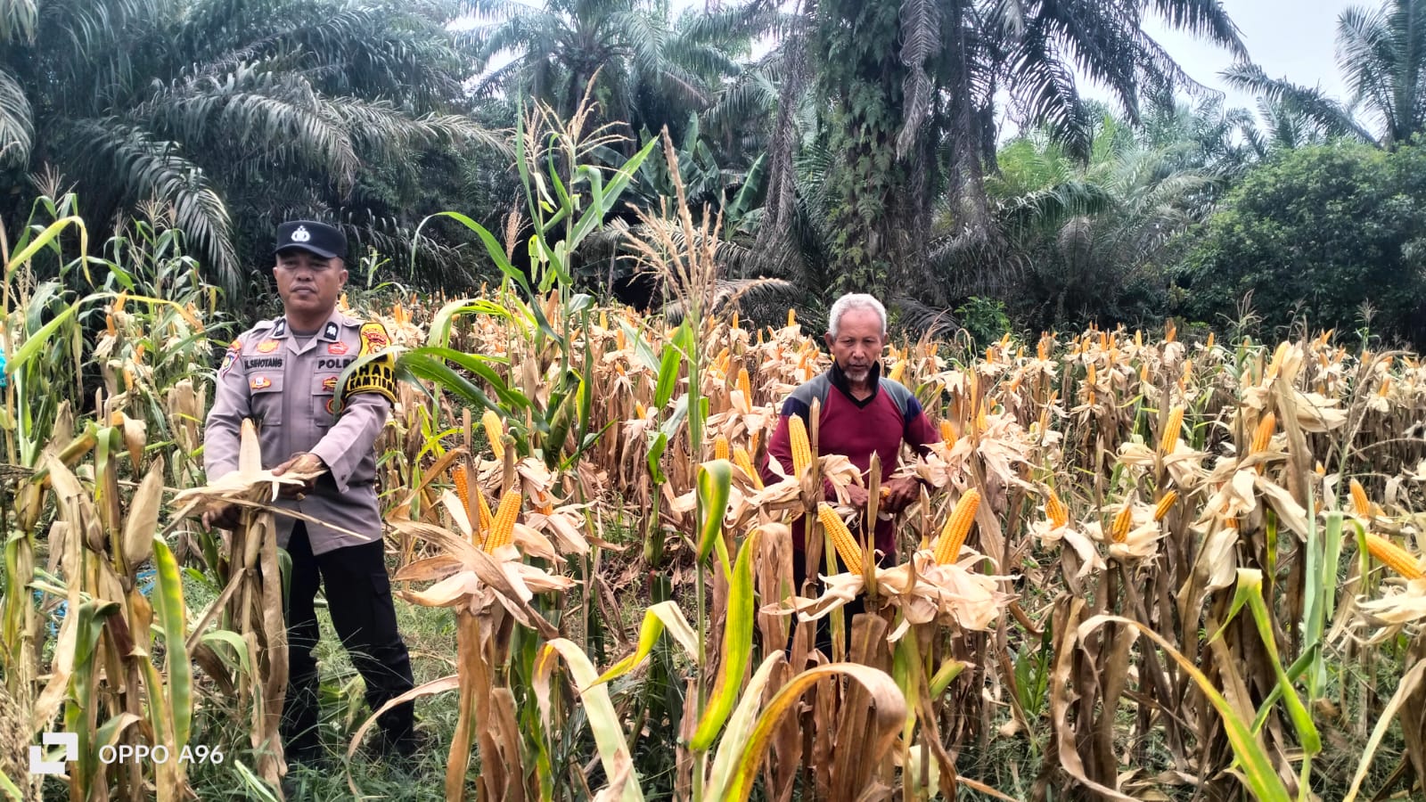 Usia 99 HST, Panen Jagung Pipil Lahan Ketahanan Pangan Polsek Kuala Cenaku Segera Tiba