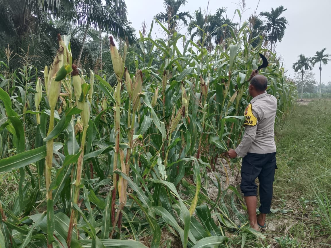 Panen Segera Tiba, Personil Polsek Kuala Cenaku Cek Lahan Jagung di Desa Tanjung Sari